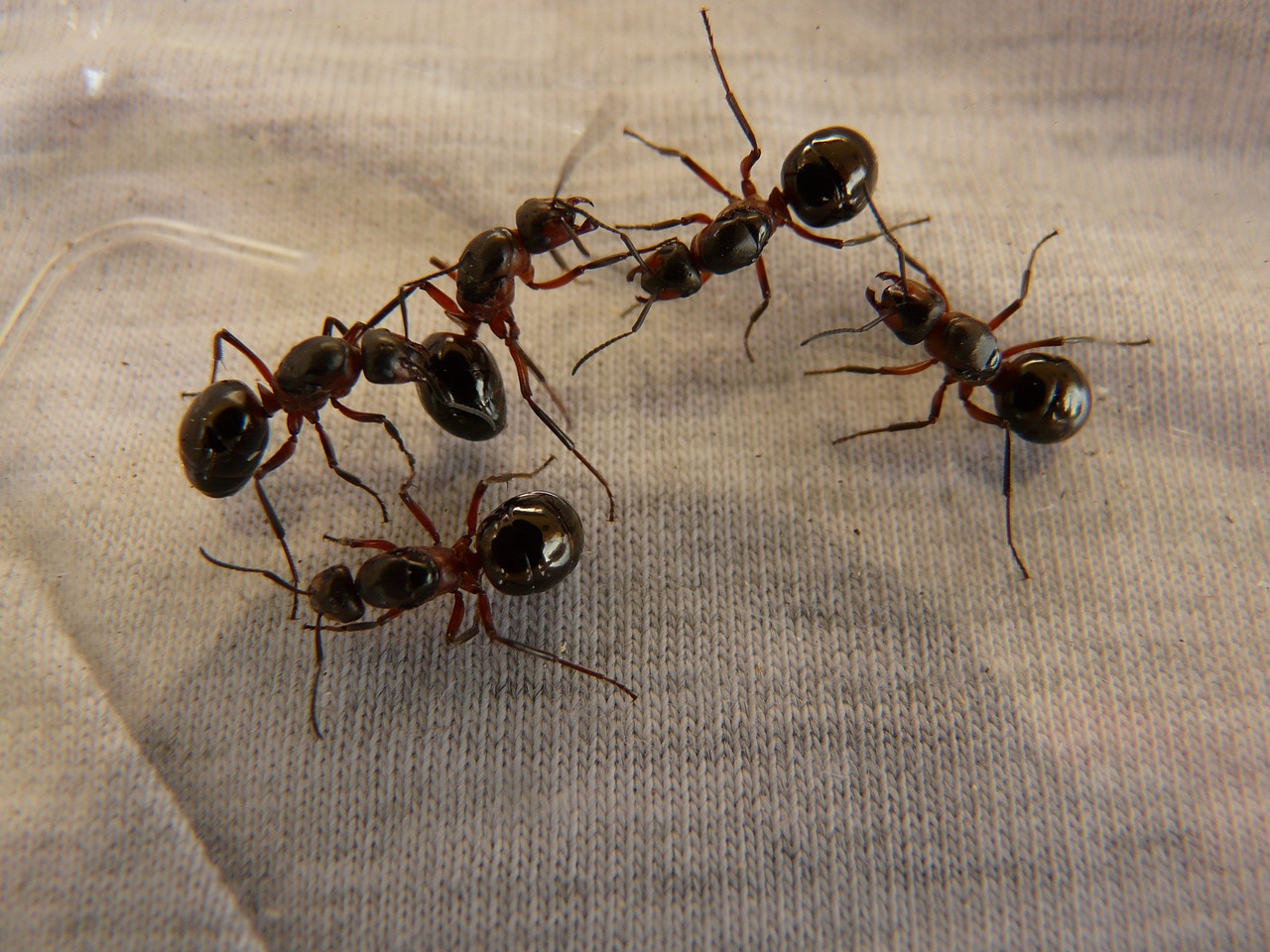 Fumigación y Control de Hormigas 